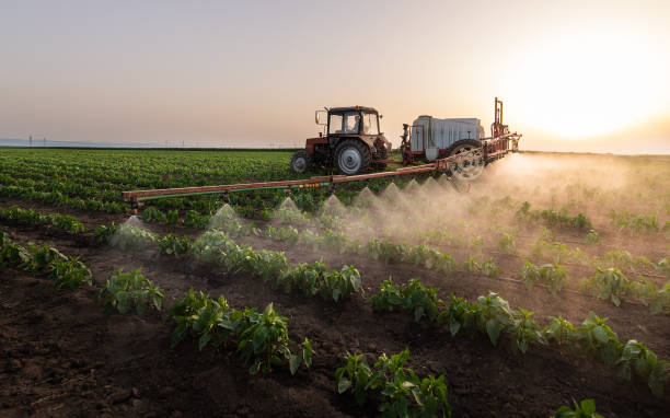Best Ant Control Services  in Frazee, MN