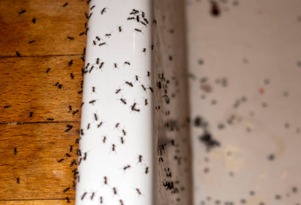 Best Residential Pest Control  in Frazee, MN